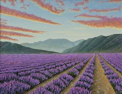 Lavender field and late sunset with bright clouds in Provence